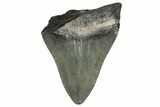 Bargain, Fossil Megalodon Tooth - Georgia #338824-1